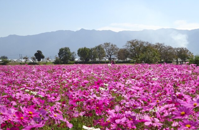 コスモス園と耳納連山