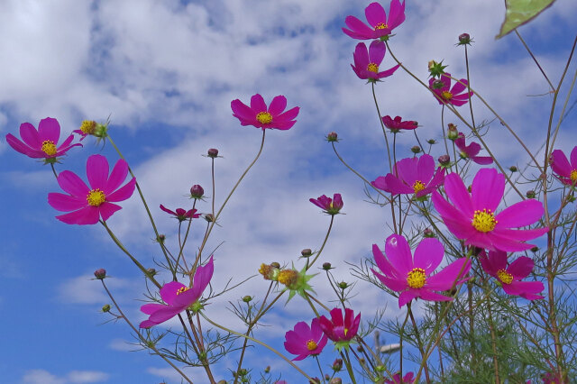 秋桜