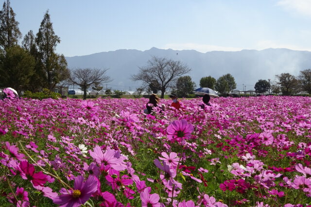 コスモス園と耳納連山