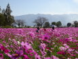 コスモス園と耳納連山