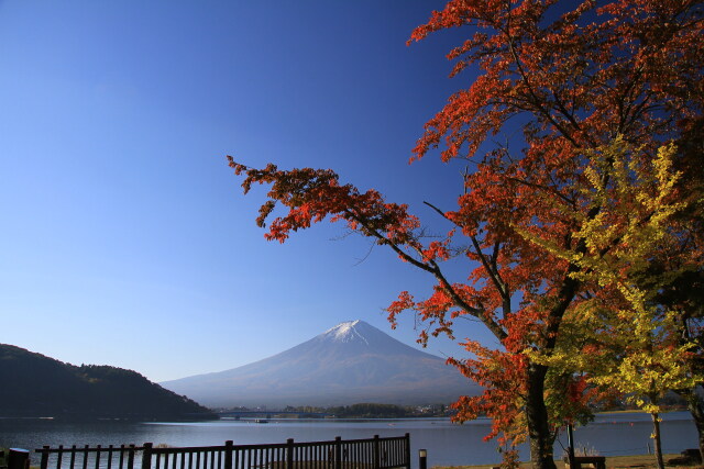 河口湖の紅葉