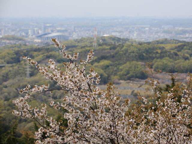 山桜