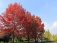 色づき始めた公園の木々