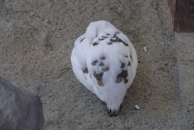 飯田市動物園の雌雷鳥