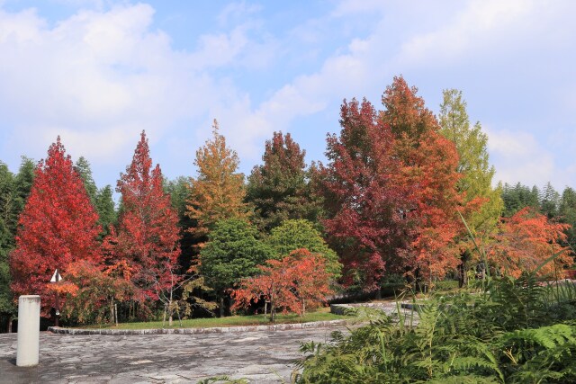 公園の紅葉