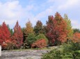 公園の紅葉