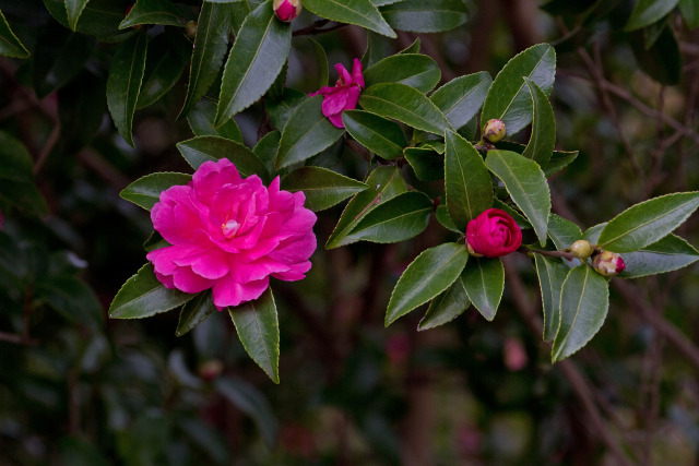 山茶花