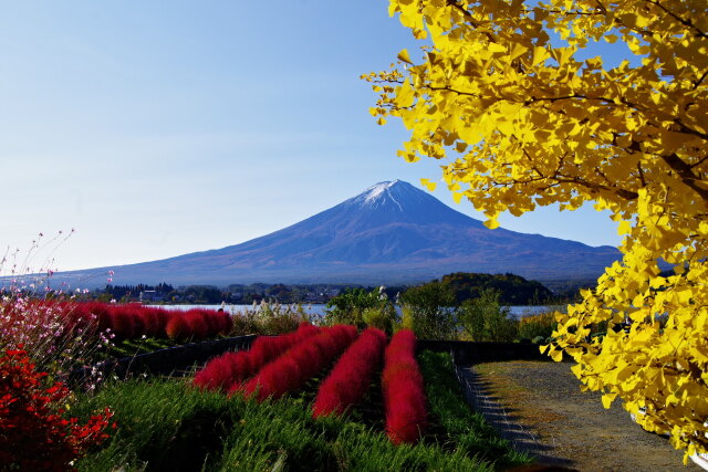 銀杏と富士山