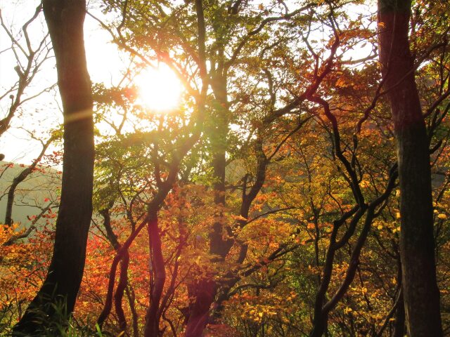 紅葉の夕日