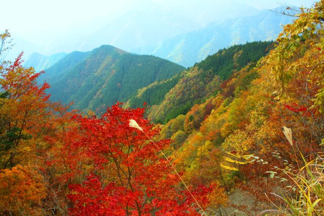 大台ケ原