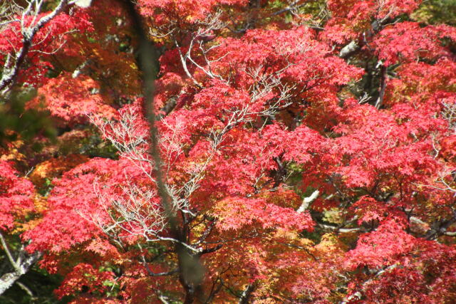 山中の紅葉