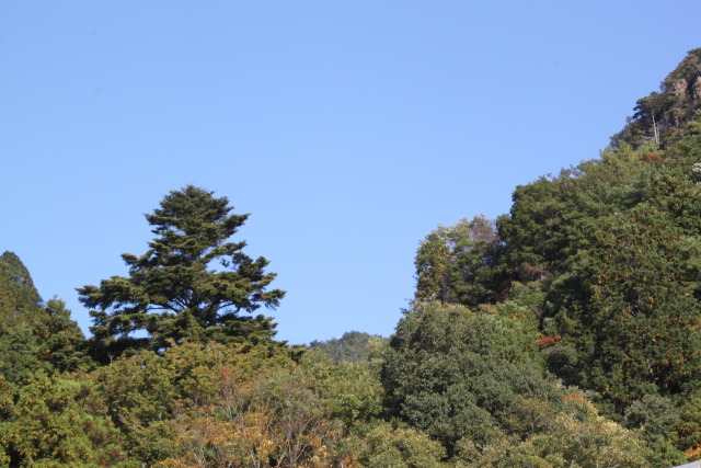 青い空と大木