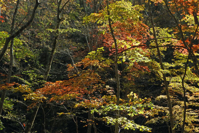 森の紅葉