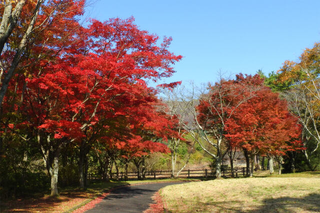 秋の公園で