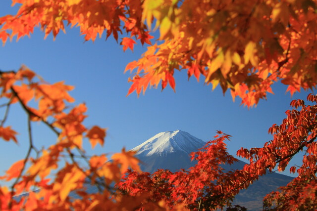 紅葉の中の富士山