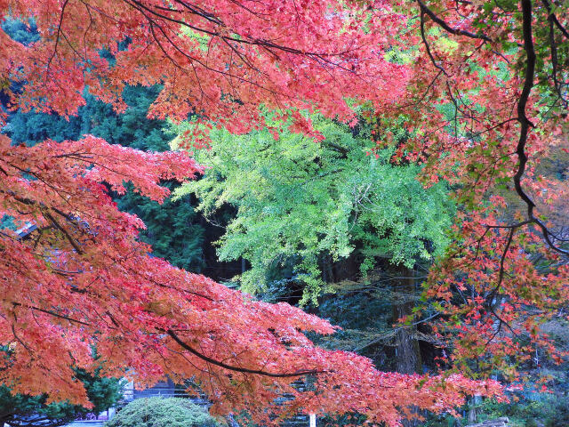 モミジ 紅葉 清徳寺