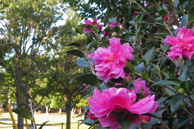 山茶花