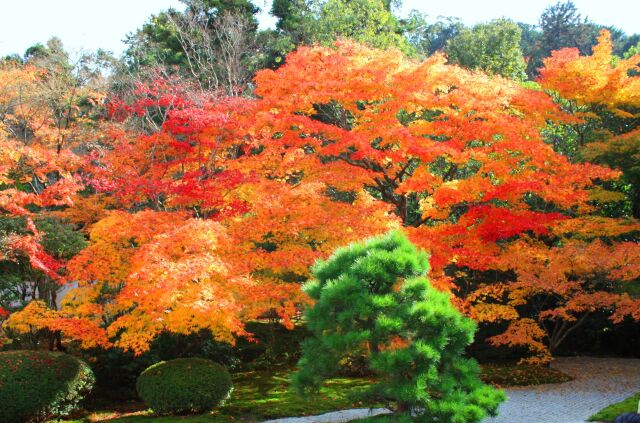 京都紅葉