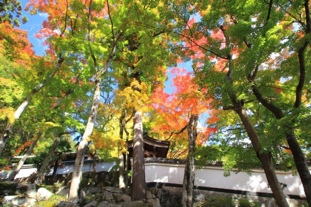 大窪寺の紅葉