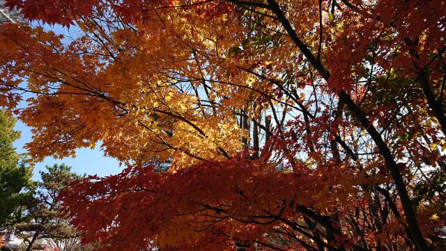 信州の紅葉