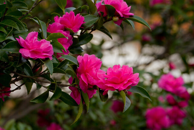 山茶花