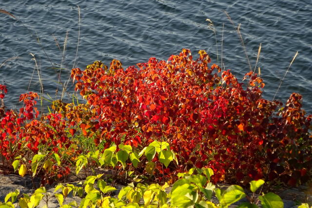 水辺の紅葉