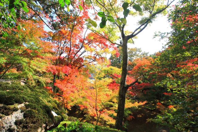 大窪寺の紅葉-2