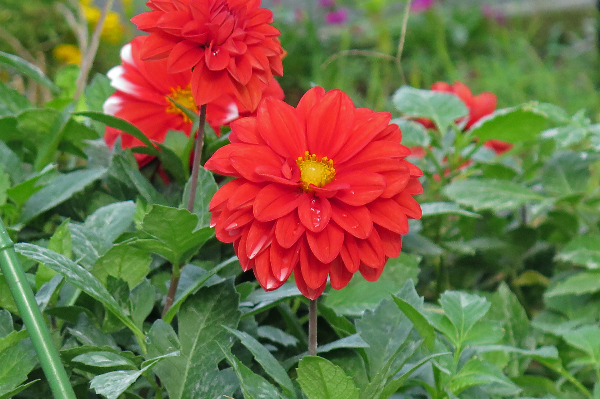 花 植物 ダリア 壁紙19x1279 壁紙館