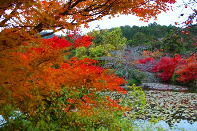 竜安寺