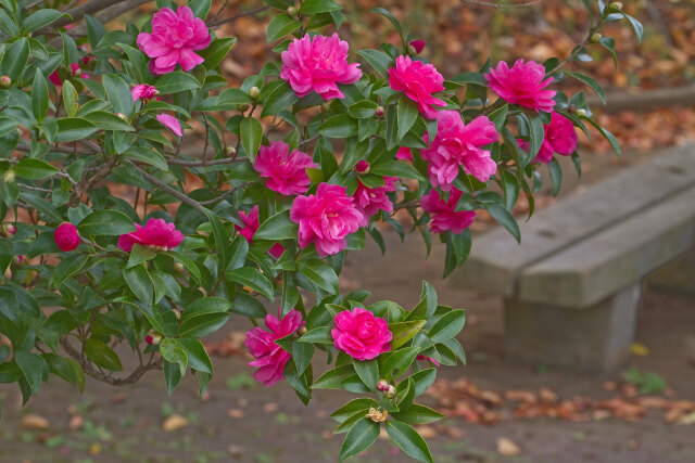 山茶花