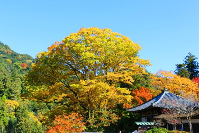 奈良長谷寺