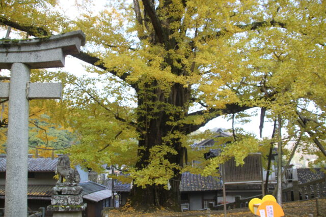 300年の銀杏の木