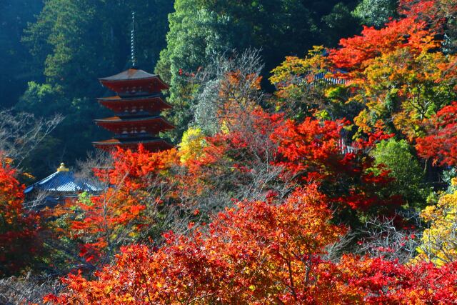 奈良長谷寺