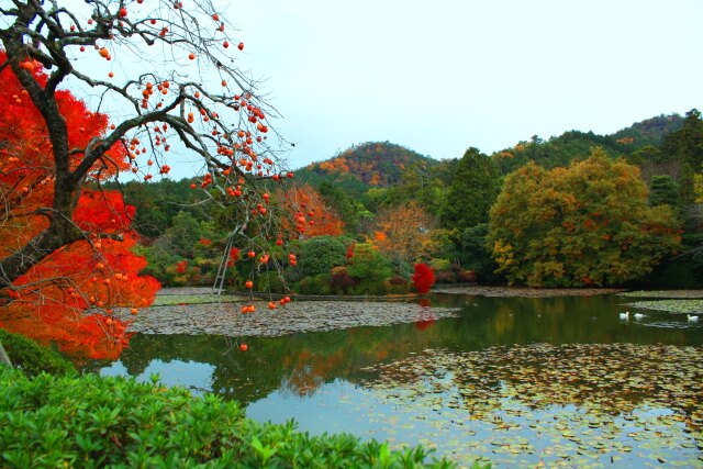 竜安寺