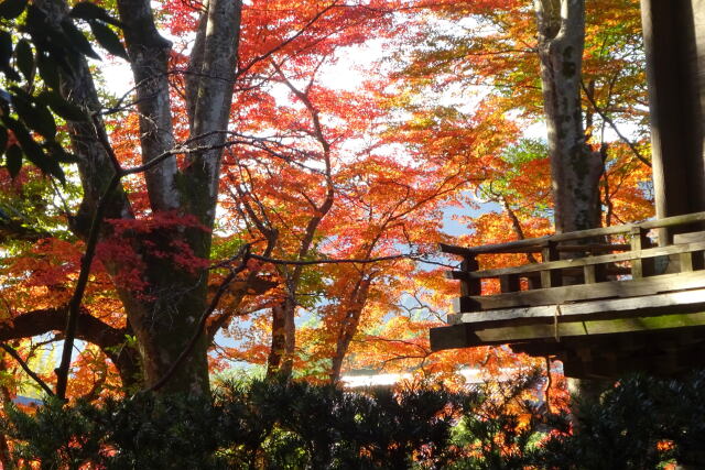 神社境内の紅葉