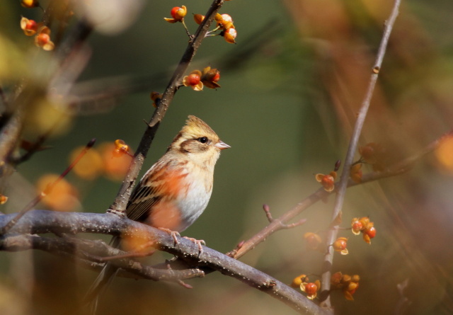 ミヤマホウジロ