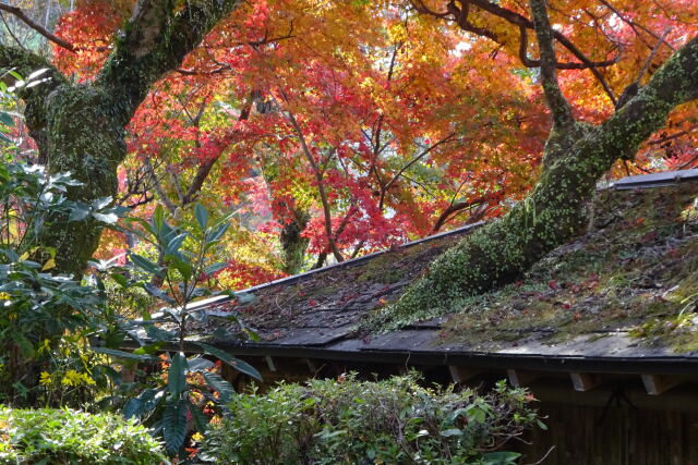 公園の紅葉