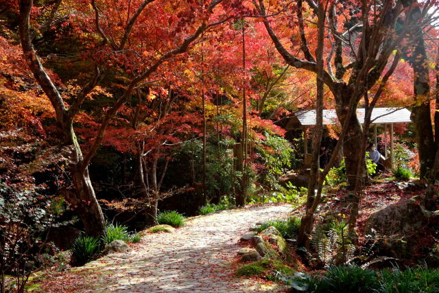 紅葉巡りの遊歩道