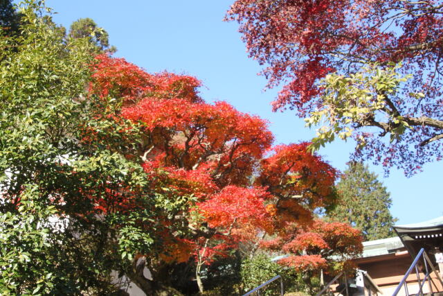 根来寺の紅葉