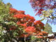 根来寺の紅葉