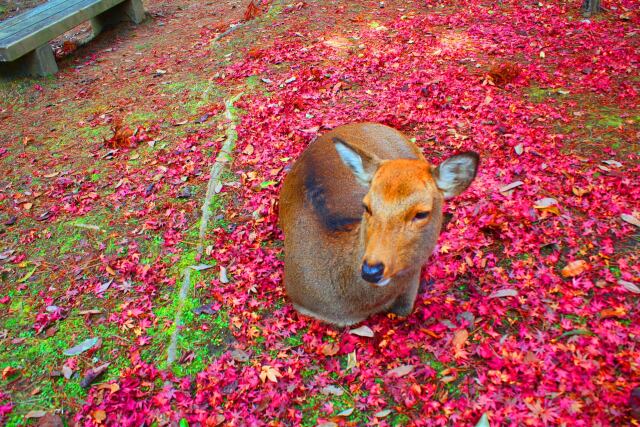 奈良公園