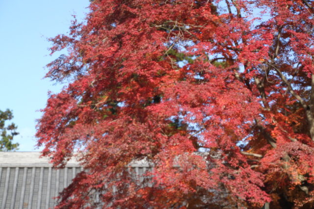 山中の紅葉