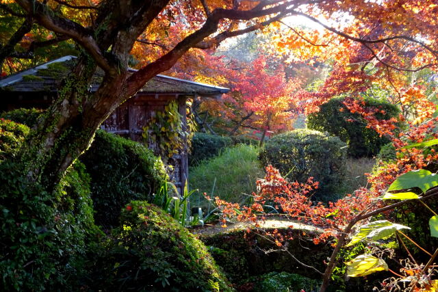 公園の紅葉