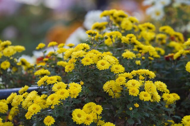 散歩道の花 2020-11-20-1