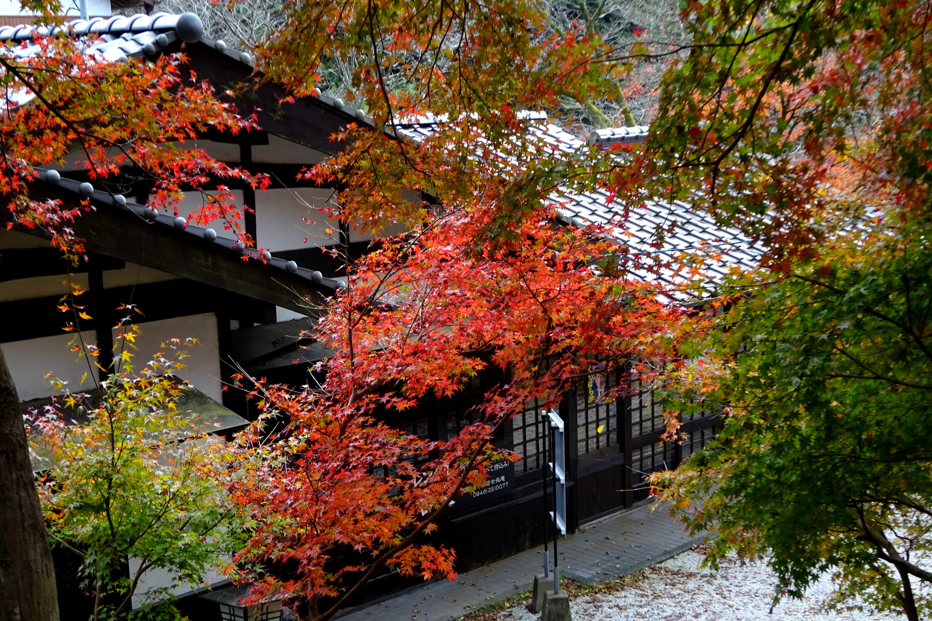 日本の風景 秋月城址の紅葉 壁紙19x1280 壁紙館