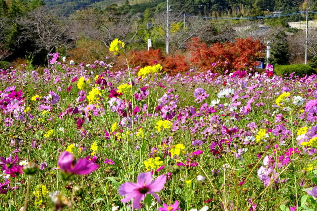 菜の花・コスモスそして紅葉