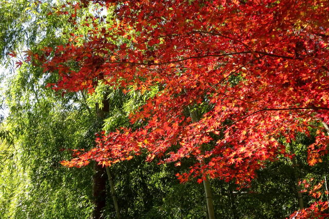 竹林の紅葉