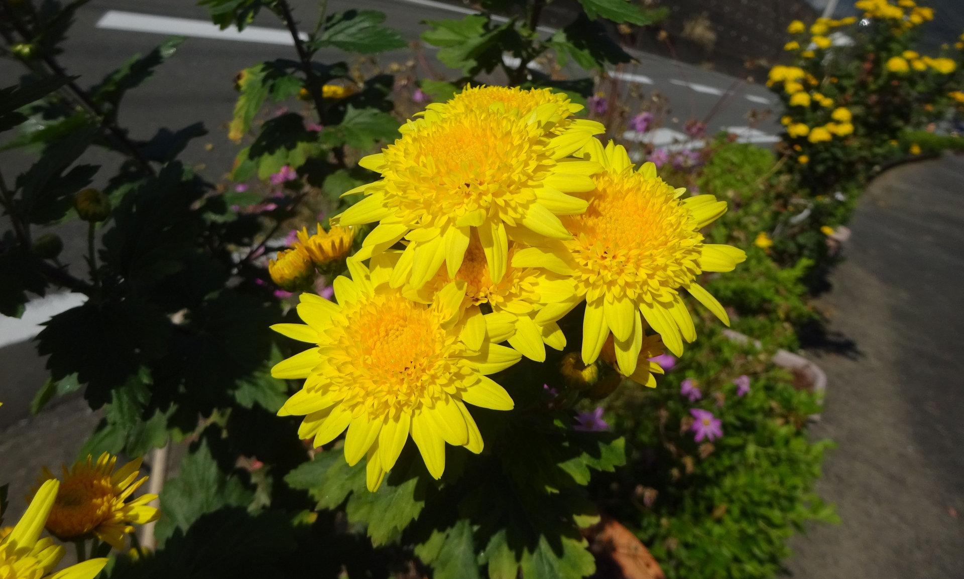 花 植物 黄色い菊の花 壁紙19x1154 壁紙館