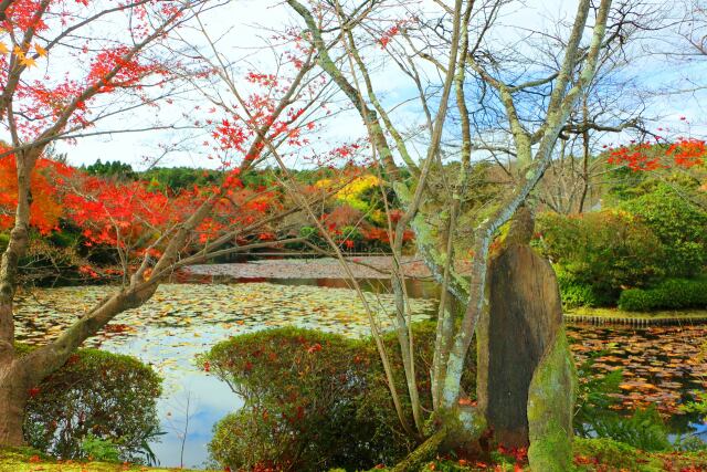 竜安寺