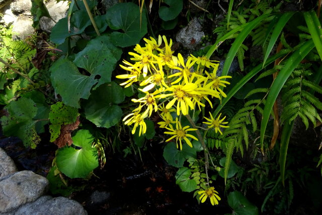 紅葉巡り足元に咲いている花